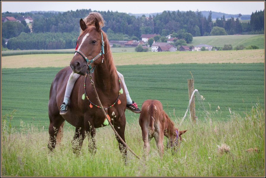 Asbach Fohlenshow 2014 066